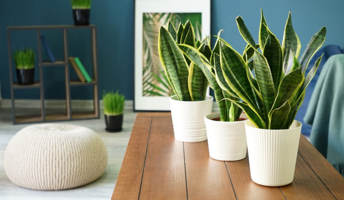 snake plant benefit as per vastu