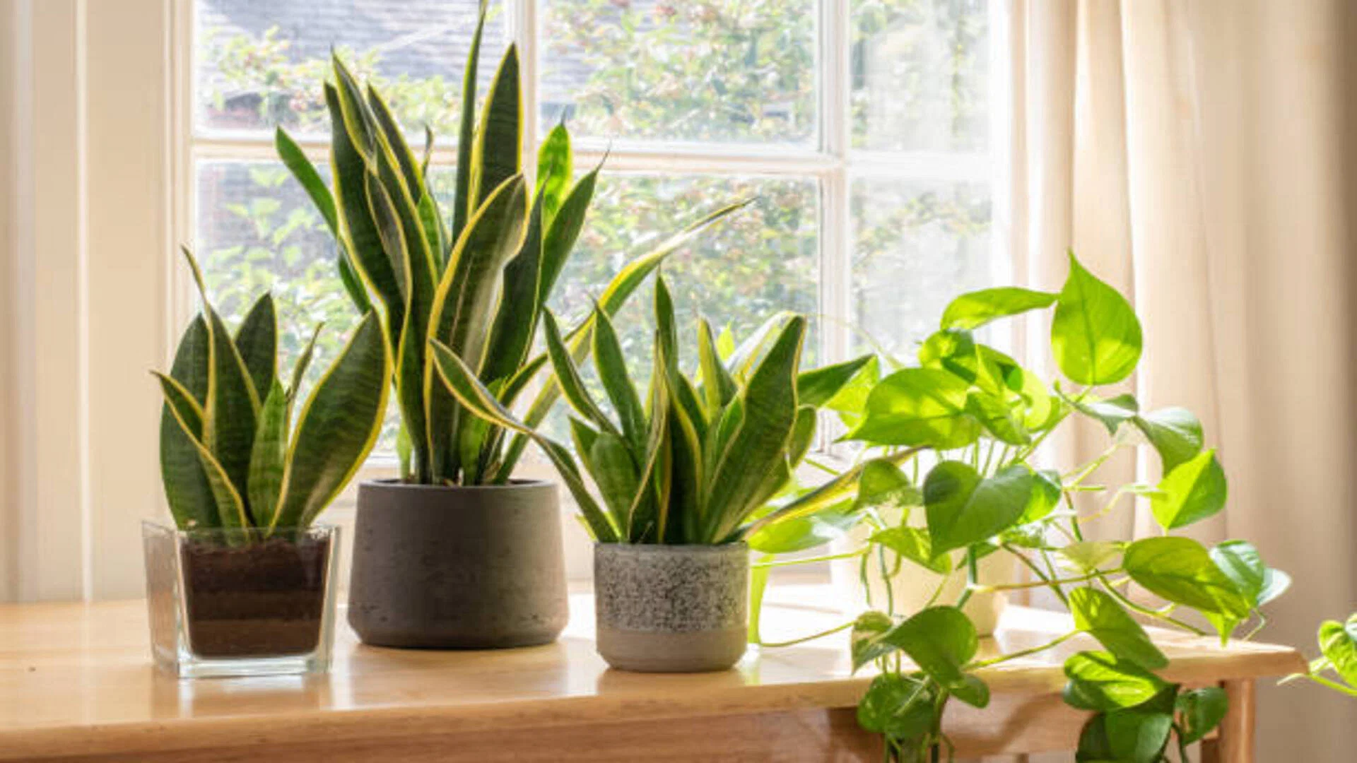 snake plant benefit as per vastu