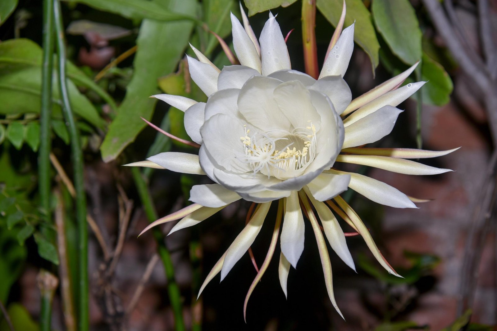 brahma kamal plant vastu direction